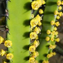 Una foto de Euphorbia inarticulata