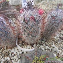 A photo of Mammillaria pottsii