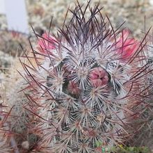 A photo of Mammillaria pottsii