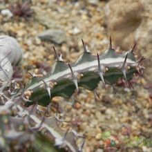 Una foto de Euphorbia knuthii
