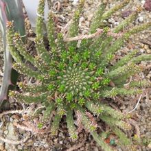 Una foto de Euphorbia flanaganii
