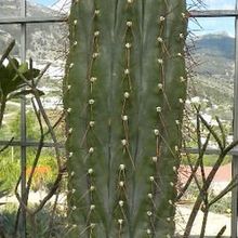 Una foto de Polaskia chichipe
