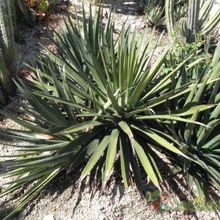 Una foto de Agave difformis