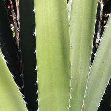 Una foto de Agave difformis