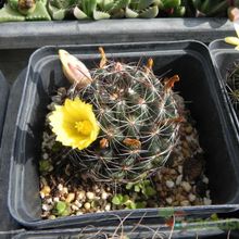 Una foto de Mammillaria melaleuca