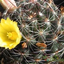 Una foto de Mammillaria melaleuca