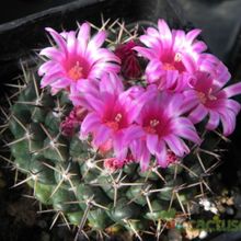 A photo of Mammillaria hahniana ssp. mendeliana