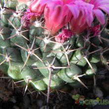 A photo of Mammillaria hahniana ssp. mendeliana