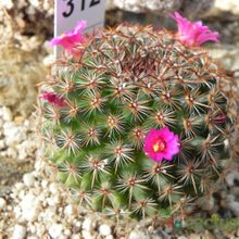 A photo of Mammillaria crucigera