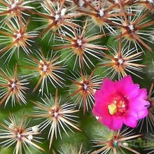 A photo of Mammillaria crucigera