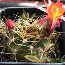 Una foto de Echinopsis maximiliana