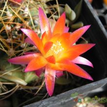 Una foto de Echinopsis maximiliana