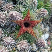 Una foto de Huernia pillansii