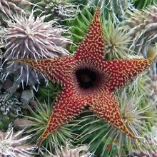 Una foto de Huernia pillansii