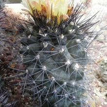 A photo of Copiapoa montana