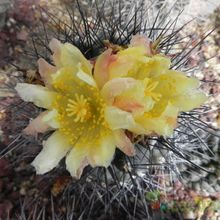 A photo of Copiapoa montana
