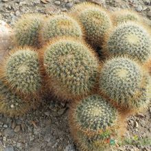 A photo of Mammillaria rhodantha ssp. pringlei