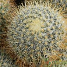 A photo of Mammillaria rhodantha ssp. pringlei