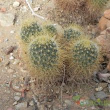 A photo of Mammillaria rhodantha ssp. pringlei