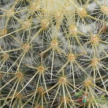 A photo of Mammillaria rhodantha ssp. pringlei