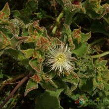 A photo of Mesembryanthemum crystallinum