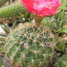 Una foto de Echinopsis maximiliana