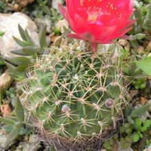 Una foto de Echinopsis maximiliana
