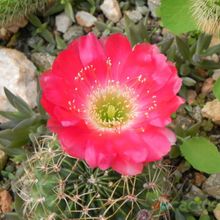 Una foto de Echinopsis maximiliana