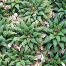 Una foto de Haworthia parksiana