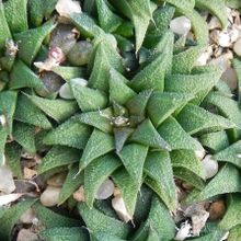 Una foto de Haworthia parksiana