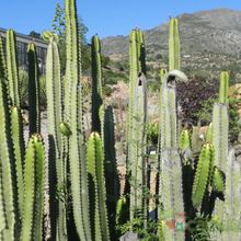 A photo of Euphorbia canariensis