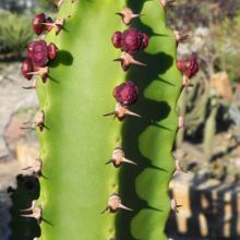 A photo of Euphorbia canariensis