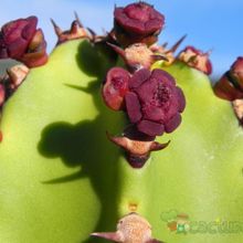 A photo of Euphorbia canariensis