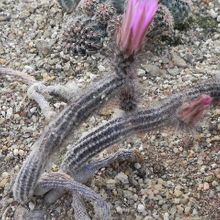 A photo of Echinocereus poselgeri