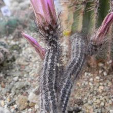 A photo of Echinocereus poselgeri