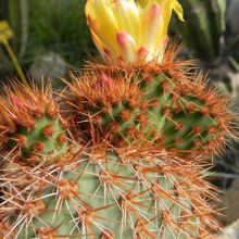 Una foto de Opuntia pycnantha