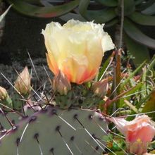 A photo of Opuntia macrocentra
