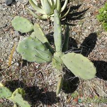 Una foto de Opuntia quimilo