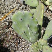 Una foto de Opuntia quimilo