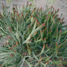 A photo of Euphorbia xylophylloides