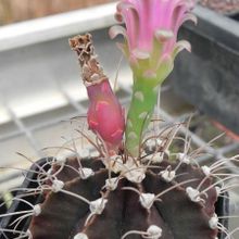 A photo of Gymnocalycium mihanovichii