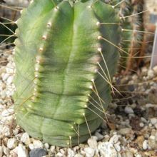 Una foto de Echinocereus knippelianus