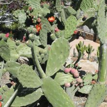 A photo of Opuntia tomentosa