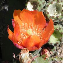 A photo of Opuntia tomentosa