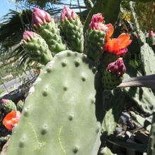 A photo of Opuntia tomentosa
