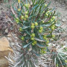 Una foto de Euphorbia schoenlandii