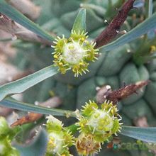 A photo of Euphorbia schoenlandii