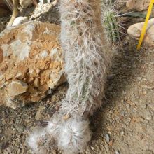 A photo of Oreocereus trollii