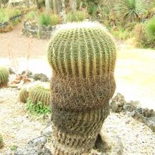 A photo of Echinocactus grusonii