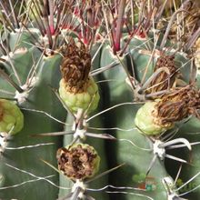 A photo of Ferocactus peninsulae